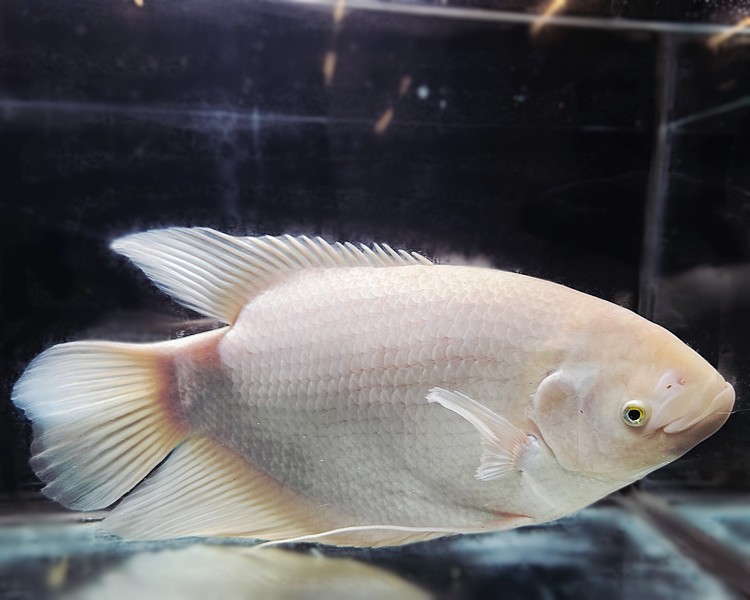 Giant Gourami ~ 50cm+